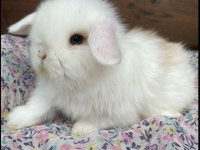 HOLLANDA LOP TAVŞANI