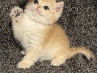 Anne Baba Şecereli Safkan Golden Ny12 Dişi British Shorthair