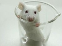 Lab - Rat - Dumbo Rat - Panda Mice Adrese Teslim Mevcut