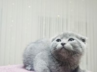 EN UYGUN BRITISH SHORTHAIR