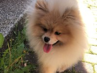 8 Aylık pomeranian boo