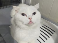 Scottish fold beyaz dişi