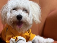 Maltipoo Köpeğimiz Kuki