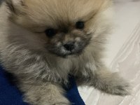 1.5 Aylık Pomeranian Boo