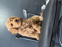 Poodle yavru 2.5 aylık