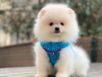 Pomeranian boo 2 aylık orjinal yavrularımız