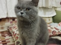 27 aylık uysal dişi british shorthair kedimiz