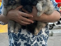 Pomeranian bebeklerim uygun