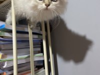 Sahiplendirme british shorthair