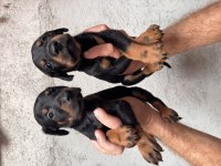 ASİL DOBERMAN YAVRULAR