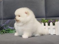 Garantili pomeranian boo yavrular heryere gönderilir