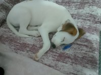 4 aylıklar anne jack russell baba puanter 7 yavru