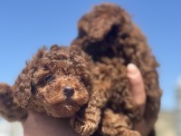 Wc eğitimli aşılı pasaportlu toy poodle yavrularımız