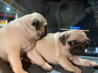Muhteşem Pug Mops Bebek Köpeklerimiz