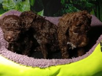 IRK VE SAĞLIK GARANTİ LAGOTTO YAVRULARIMIZ
