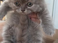 British longhair yavru Antalya