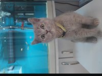 10 aylık British shorthair