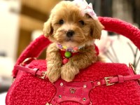 En güzel orjinal teacup yavrular maltipoo