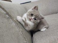 Scottish fold yavrularımız