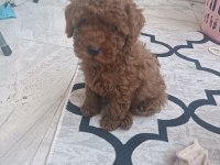 Oyuncu kore kan poodleler seni bekliyor