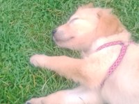 3 aylık dişi golden retriever köpeğim