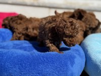 Ankarada ziyarete açık 10 adet toy poodle yavrularımız