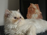 1 yaşında İran kedisi red hair persian