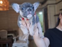 RENK RENK FRENCH BULLDOG BEBEKLER