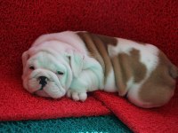 SEVİMLİ TOMBİŞ KÖPEKLER