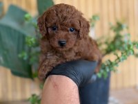 Toy Poodle Bebekler Referans Yavru