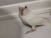 Albino Sevda Papağanı Erkek