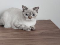 Evimizin british shorthair neşesi yeni yuvasını arıyor