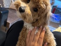 3 buçuk aylık maltipoo