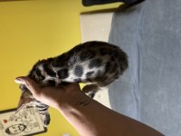 Full şecereli bengal yavrusu