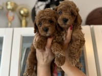Muhteşem Toy Poodle Yavrular