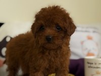 Muhteşem Poodle Bebekler