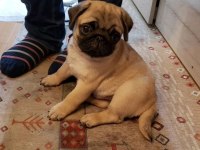 55 Günlük Renk Ve Anatomi Güzeli PugMops Bebekler