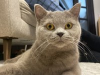 British Shorthair Ücretsiz Yuva Arıyorum