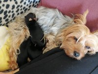40 günlük dişi ve erkek yorkshire terrier