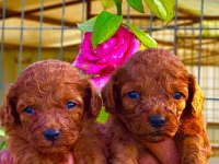 Toy poodle yavruları