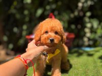 Orjinal Toy Poodle Yavrumuz 
