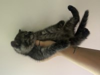 British shorthair 60 günlük kedimiz