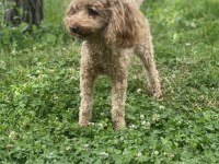 5 Yaşında Yetişkin Anaç Toy Poodle