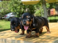 ŞECERELİ DACHSHUND YAVRULARI SOSİS