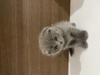 Mükemmel huylu scottish fold