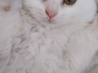 2 aylık beyaz scottish kedi satılık