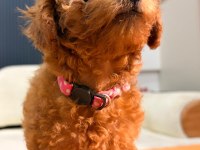 TEACUP DİŞİ TOY POODLE