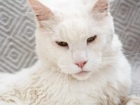 Bembeyaz İri Yapılı Maine Coon Erkek