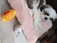 4 Aylık shih tzu Dobby Yeni yuvasını arıyor