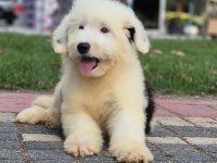 English sheepdog ( BOBTAIL) yavrularimiz